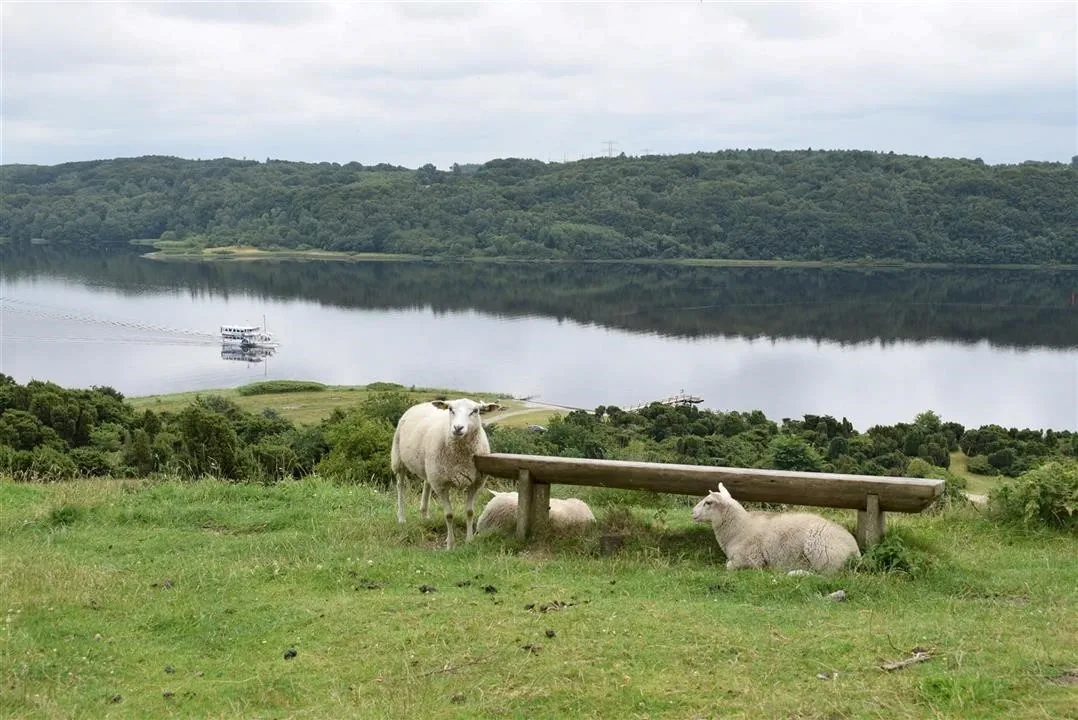 G21.5  bramslev bakker to hobro walk along mariager fjord (2)